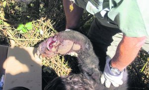 Unos pelos de jabalí, claves para aclarar la muerte del oso en Porley